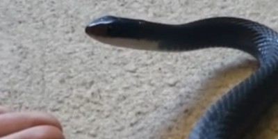 Des Moines snake